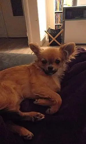 Nom Chihuahua Chien Sushy