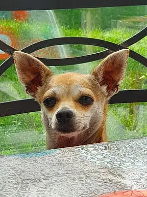 Nom Chihuahua Chien Pumba