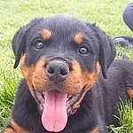 Chien, Carnivore, Race de chien, Herbe, Chien de compagnie, Plante, Rottweiler, Museau, Working Animal, Terrestrial Animal, Collar, Beaglier, Working Dog, Guard Dog, Sharing, Moustaches, Chien de chasse, Molosser, Hunting Dog