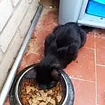 Animal Feed, Pet Food, Cat Food, Small Animal Food, Carnivore, Race de chien, Dog Supply, Pet Supply, Dog Food, Cat Supply, Felidae, Queue, Chien de compagnie, Automotive Tire, Terrestrial Animal, Ingredient, Small To Medium-sized Cats, Soil