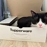 Chat, Felidae, Carnivore, Rectangle, Small To Medium-sized Cats, Packaging And Labeling, Moustaches, FenÃªtre, Carton, Box, Bois, Shipping Box, Hardwood, Packing Materials, Comfort, Cardboard, Font, Domestic Short-haired Cat, Paper