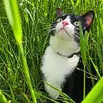 Plante, Chat, Felidae, Carnivore, Small To Medium-sized Cats, Moustaches, Herbe, Terrestrial Animal, Groundcover, Terrestrial Plant, Grassland, Meadow, Museau, Collar, Pelouse, Queue, Domestic Short-haired Cat, Poil, Prairie