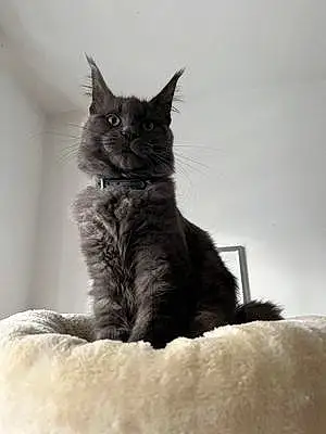 Nom Maine Coon Chat Tao