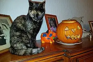 Halloween Europeen Chat Duchesse