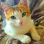 Chat, Small To Medium-sized Cats, Moustaches, Felidae, Chat de l’Egée, Carnivore, Chatons, Domestic Short-haired Cat, European Shorthair, Yeux, Chat tigré, Arabian Mau, Ojos Azules, Museau, American Wirehair, German Rex, Faon, Polydactyl Cat, Queue