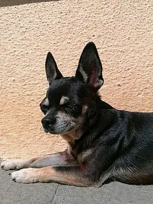 Nom Chihuahua Chien Milord