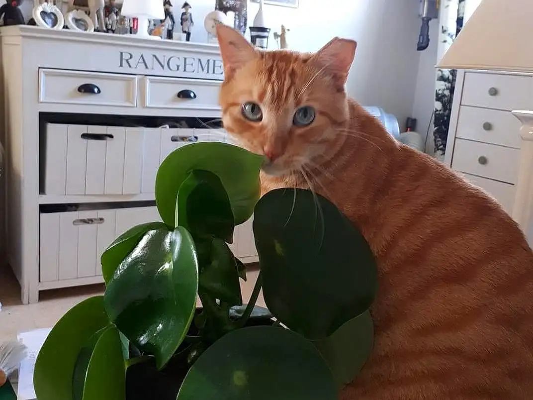 Meubles, Plante, Chat, Felidae, Flowerpot, Bleu, Cabinetry, Houseplant, Picture Frame, Interior Design, Lighting, Small To Medium-sized Cats, Comfort, Carnivore, Chair, Drawer, Faon, Bois, Moustaches