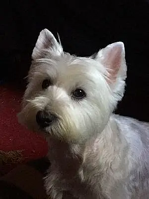 Nom West Highland White Terrier Chien Leila
