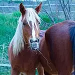 Cheval, Hair, Mane, Sorrel, Mare, Mustang Horse, Stallion, Liver, Museau, Livestock, Pasture