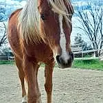 Cheval, Hair, Mane, Sorrel, Mare, Pasture, Mustang Horse, Museau, Stallion, Terrestrial Animal, Liver, Livestock, Pack Animal, Queue