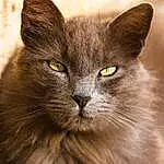 Head, Yeux, Chat, Felidae, Carnivore, Small To Medium-sized Cats, Grey, Moustaches, Faon, Terrestrial Animal, Museau, Close-up, Poil, British Longhair, Bois, Queue, FenÃªtre, Domestic Short-haired Cat