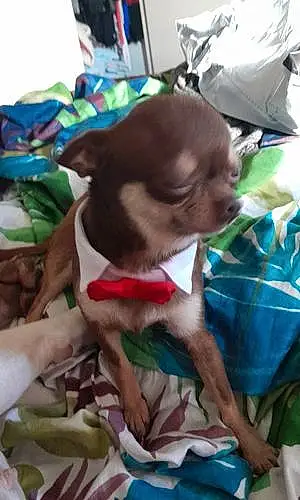 Nom Chihuahua Chien Star