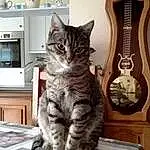Chat, Felidae, Carnivore, Small To Medium-sized Cats, Grey, Moustaches, Comfort, Longcase Clock, Poil, Home Appliance, Domestic Short-haired Cat, Output Device, Microwave Oven, Queue, Kitchen Appliance, Room, Television, Bois, Patte, Shelf
