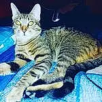 Chat, Yeux, Felidae, Carnivore, Small To Medium-sized Cats, Moustaches, Museau, Poil, Electric Blue, Terrestrial Animal, Queue, Domestic Short-haired Cat, Assis, Comfort, Patte