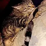 Chat, Felidae, Carnivore, Small To Medium-sized Cats, Moustaches, Museau, Terrestrial Animal, Queue, Domestic Short-haired Cat, Poil, Pattern, Comfort, Patte, Griffe, Linens, Sieste, Sleep