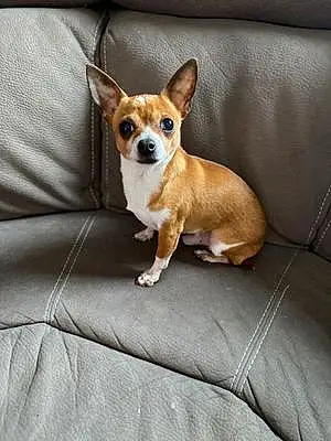 Nom Chihuahua Chien Cody