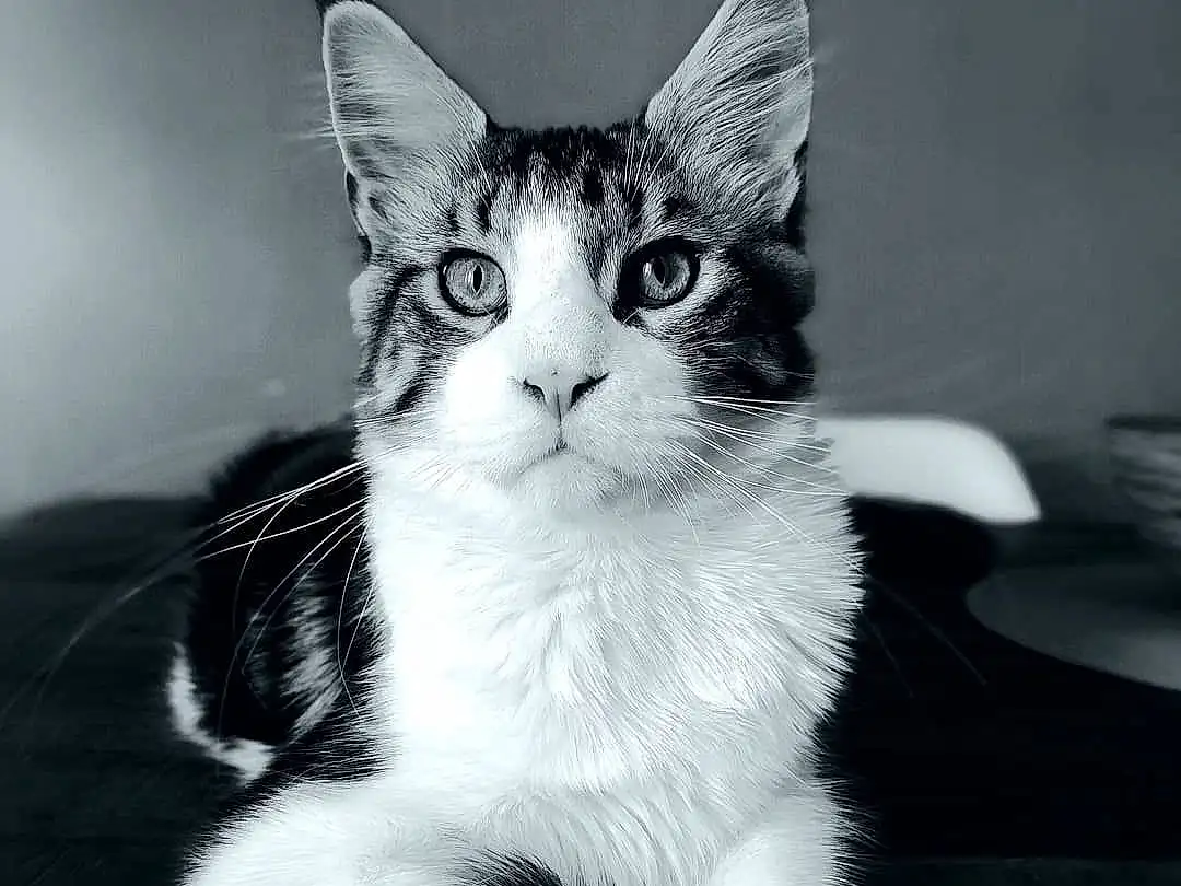 Chat, Small To Medium-sized Cats, Moustaches, Blanc, Black-and-white, Felidae, Monochrome, Carnivore, Noir & Blanc, Museau, Chatons, Yeux, Ciel, American Wirehair, Chat de lâ€™EgÃ©e, Domestic Short-haired Cat, Poil, Photography, Oreille