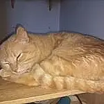 Chat, Felidae, Carnivore, Comfort, Bois, Small To Medium-sized Cats, Moustaches, Faon, Hardwood, Museau, Queue, Chair, Bench, Varnish, Poil, Domestic Short-haired Cat, Wood Stain, Sieste, Plywood