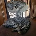Chat, Comfort, Felidae, Carnivore, Grey, Small To Medium-sized Cats, Moustaches, Cat Bed, Queue, Poil, Terrestrial Animal, Domestic Short-haired Cat, Room, Cat Supply, Patte, Griffe, Fang, Pattern, Hardwood, Sieste