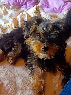 Nom Yorkshire Terrier Chien Miracle