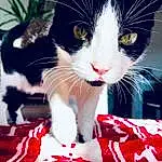 Chat, Blanc, Felidae, Carnivore, Small To Medium-sized Cats, Moustaches, Museau, Queue, Foot, Poil, Patte, Domestic Short-haired Cat, Plante, Carmine, Event, Holiday, Griffe, Lap, Happy