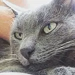 Chat, Small To Medium-sized Cats, Moustaches, Felidae, Carnivore, Nebelung, Korat, Domestic Short-haired Cat, Museau, Bleu russe, Chartreux, Close-up, Asiatique, Yeux, European Shorthair, British Shorthair, Burmese, Dragon Li