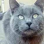 Chat, Small To Medium-sized Cats, Moustaches, Felidae, Bleu russe, Carnivore, Nebelung, Chartreux, Korat, British Shorthair, Museau, Burmese, Domestic Short-haired Cat, Close-up, Yeux, Asiatique
