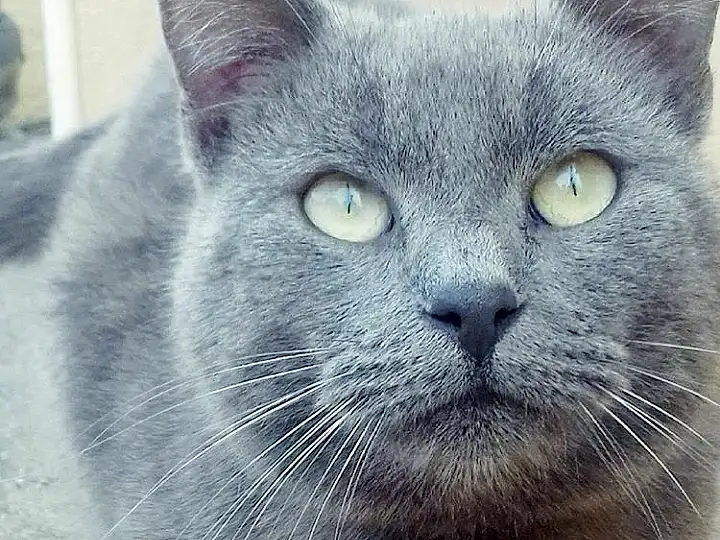 Chat, Small To Medium-sized Cats, Moustaches, Felidae, Bleu russe, Carnivore, Nebelung, Chartreux, Korat, British Shorthair, Museau, Burmese, Domestic Short-haired Cat, Close-up, Yeux, Asiatique