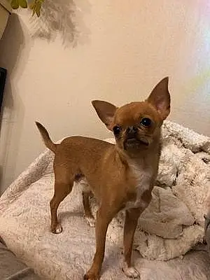 Nom Chihuahua Chien Phénix