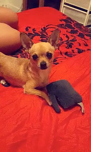 Prénom Chihuahua Chien Roxy