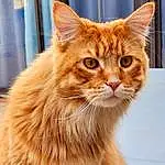 Chat, Yeux, FenÃªtre, Felidae, Carnivore, Small To Medium-sized Cats, Moustaches, Faon, Museau, Bois, Close-up, Poil, Domestic Short-haired Cat, Terrestrial Animal, Curtain