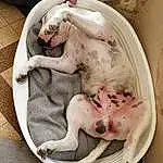 Carnivore, Race de chien, Felidae, Chien de compagnie, Faon, Chien, Comfort, Working Animal, Museau, Bull Terrier, Bathing, Dog Supply, Canidae, Baby Products, Dog Bed, Domestic Pig, Queue, Toy Dog, Dishware
