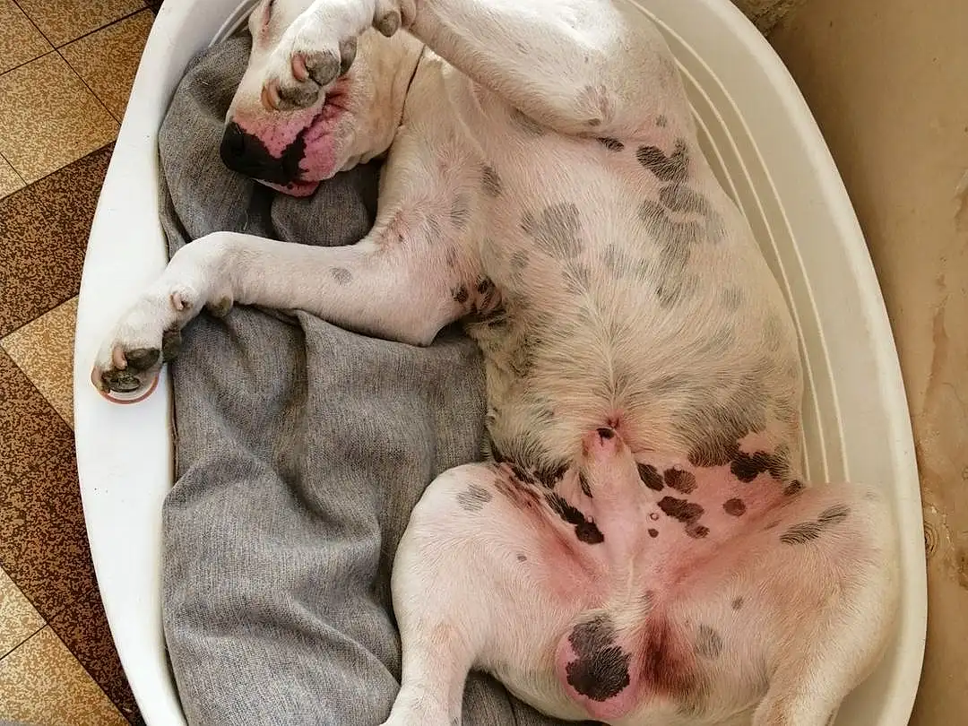 Carnivore, Race de chien, Felidae, Chien de compagnie, Faon, Chien, Comfort, Working Animal, Museau, Bull Terrier, Bathing, Dog Supply, Canidae, Baby Products, Dog Bed, Domestic Pig, Queue, Toy Dog, Dishware