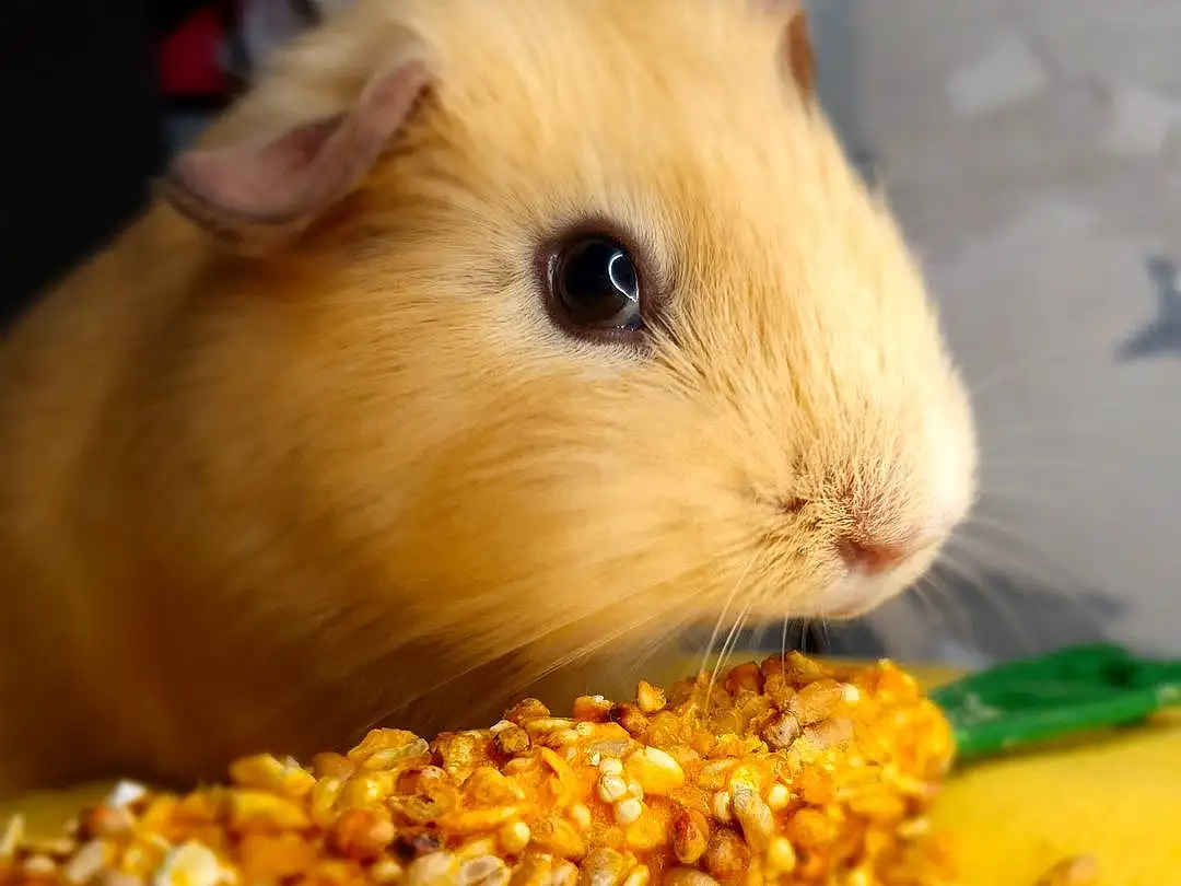 Guinea Pig, Rodent, Hamster, Gerbil, Small Animal Food, Eating, Museau, Moustaches, Faon, Snack, Muroidea, Muridae