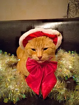Noël Chat Garfield
