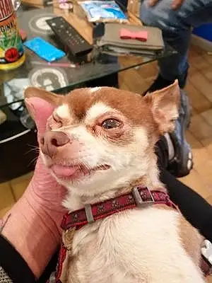Nom Chihuahua Chien Gino