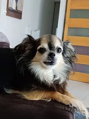 Nom Chihuahua Chien Lou