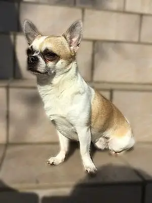 Nom Chihuahua Chien Noé