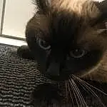 Chat, Small To Medium-sized Cats, Moustaches, Felidae, Siamois, SacrÃ© de Birmanie, Himalayan, Balinais, Museau, Carnivore, Thai, Tonkinese, Chats noirs, Nez, Burmese, Yeux, Poil, Domestic Long-haired Cat