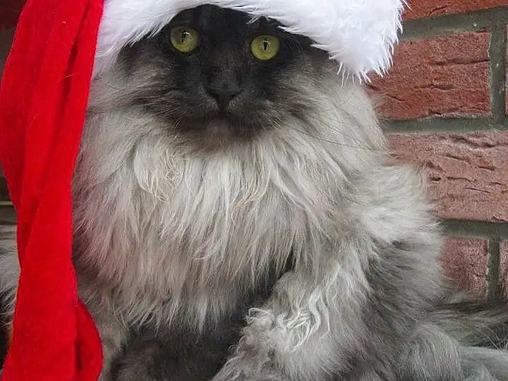 Chat, Felidae, Small To Medium-sized Cats, Noël, Santa Claus, Poil, Moustaches, Norvégien, Fictional Character, Carnivore, Domestic Long-haired Cat, Persan, Holiday