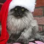 Chat, Felidae, Small To Medium-sized Cats, Noël, Santa Claus, Poil, Moustaches, Norvégien, Fictional Character, Carnivore, Domestic Long-haired Cat, Persan, Holiday