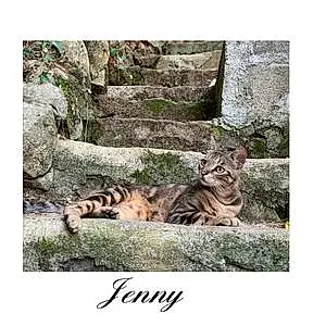 Nom Europeen Chat Jenny
