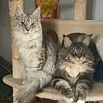 Chat, Felidae, Carnivore, Moustaches, Small To Medium-sized Cats, Queue, Poil, Patte, Natural Material, Race de chien, Fang, Griffe, British Longhair