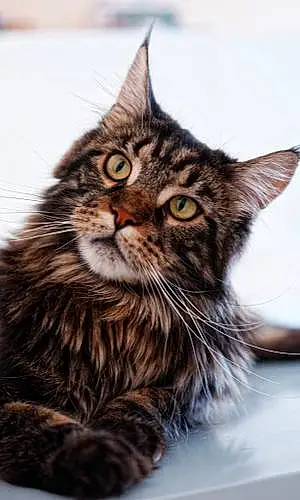 Nom Maine Coon Chat Roky