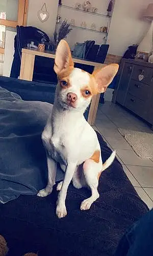 Nom Chihuahua Chien Nugget