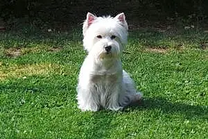 Nom West Highland White Terrier Chien Roma