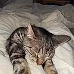 Chat, Comfort, Carnivore, Felidae, Small To Medium-sized Cats, Moustaches, Lamp, Museau, Bed, Pillow, Linens, Domestic Short-haired Cat, Poil, Room, Bedding, Terrestrial Animal, Television, Living Room, Pattern