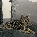 Chat, Comfort, Felidae, Small To Medium-sized Cats, Carnivore, Moustaches, Grey, Museau, Bois, Poil, Domestic Short-haired Cat, Assis, Terrestrial Animal, Linens, Bedding, Bed, Queue, Room, Sieste