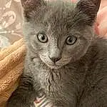 Chat, Carnivore, Felidae, Small To Medium-sized Cats, Grey, Moustaches, Bleu russe, Faon, Museau, Domestic Short-haired Cat, Terrestrial Animal, Poil, Griffe