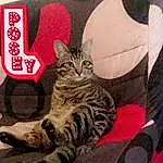 Chat, Felidae, Carnivore, Small To Medium-sized Cats, Moustaches, Museau, Font, LÃ©gende de la photo, Comfort, Poil, Patte, Domestic Short-haired Cat, Carmine, Pattern, Assis, Foot, Logo, Terrestrial Animal